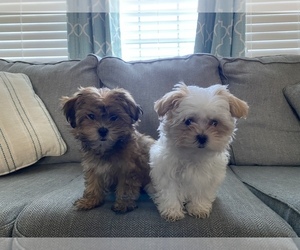 Maltese-Shorkie Tzu Mix Puppy for sale in MARNE, MI, USA