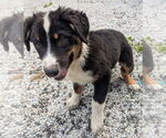 Small #1 Australian Shepherd