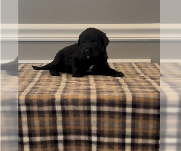 Medium Photo #67 Bernedoodle-Labradoodle Mix Puppy For Sale in MILFORD, NJ, USA