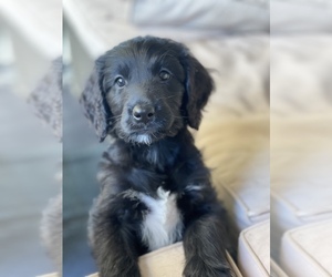 Goldendoodle Puppy for sale in NEW BRAUNFELS, TX, USA