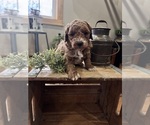 Small #4 Goldendoodle (Miniature)