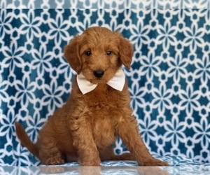 Goldendoodle-Poodle (Miniature) Mix Puppy for sale in LAKELAND, FL, USA