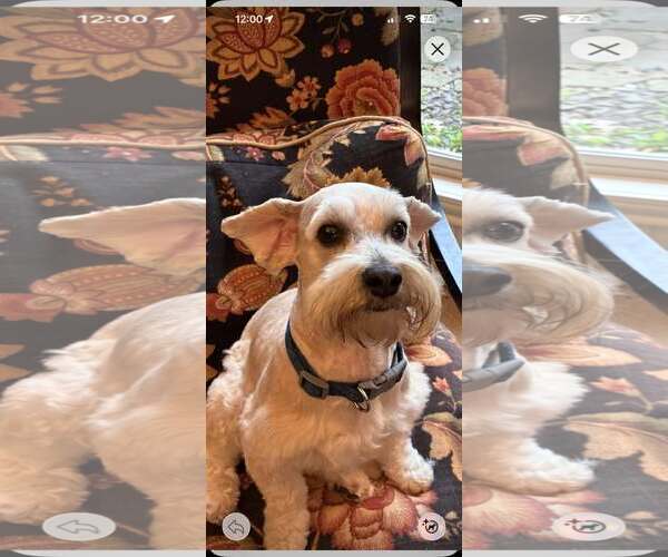 Medium Photo #3 Mutt Puppy For Sale in Dallas, TX, USA