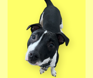 Mutt Dogs for adoption in Rockville, MD, USA