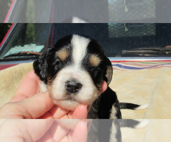 Medium Photo #5 Bernedoodle Puppy For Sale in BIG ROCK, IL, USA