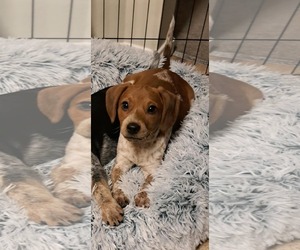 Bluetick Coonhound-Unknown Mix Dogs for adoption in pomfret, CT, USA