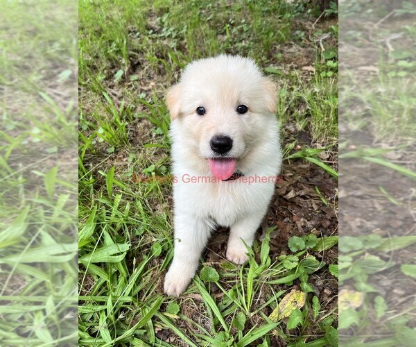 Medium Photo #9 German Shepherd Dog Puppy For Sale in PIEDMONT, MO, USA