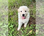 Small #8 German Shepherd Dog