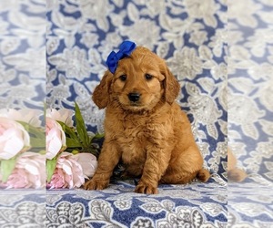 Goldendoodle (Miniature) Puppy for sale in QUARRYVILLE, PA, USA