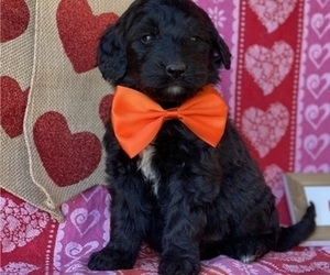Goldendoodle Puppy for sale in LANCASTER, PA, USA