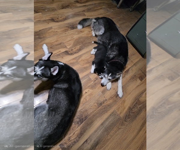 Medium Photo #43 Siberian Husky Puppy For Sale in ALTON, IL, USA