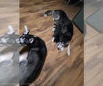 Small Photo #43 Siberian Husky Puppy For Sale in ALTON, IL, USA