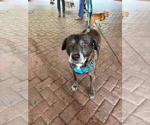Sheba  [bonded to Bambi] - Female Mutt Dog for Adoption - Photo #6
