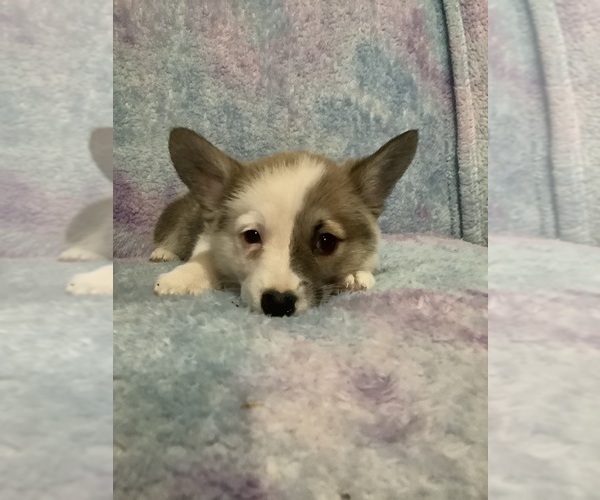 Medium Photo #10 Pembroke Welsh Corgi Puppy For Sale in MERCED, CA, USA
