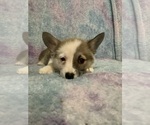 Small #9 Pembroke Welsh Corgi