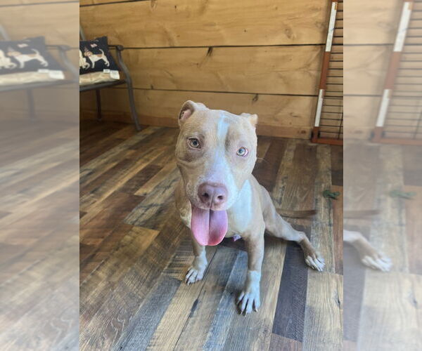 Medium Photo #1 American Pit Bull Terrier-American Staffordshire Terrier Mix Puppy For Sale in Benton, PA, USA