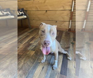 American Pit Bull Terrier-American Staffordshire Terrier Mix Dogs for adoption in Benton, PA, USA
