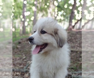 Great Pyrenees Puppy for sale in HILLSVILLE, VA, USA