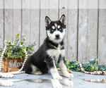 Puppy Mavis Siberian Husky