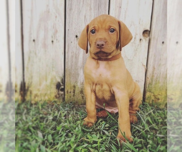 Medium Photo #15 Vizsla Puppy For Sale in NEWHALL, CA, USA