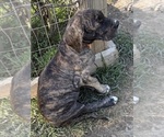 Small #12 Great Dane