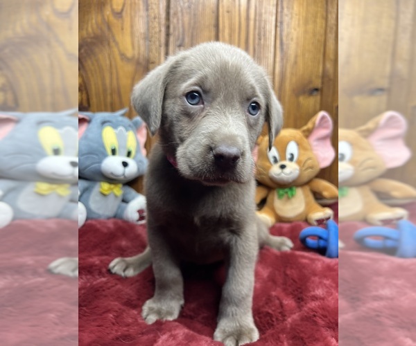 Medium Photo #3 Labrador Retriever Puppy For Sale in NEOLA, WV, USA