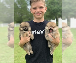 Pomeranian Puppy for sale in RAY CITY, GA, USA