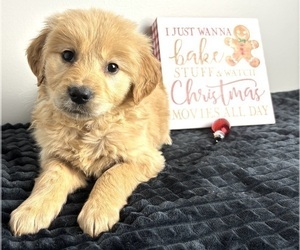 Golden Retriever Puppy for sale in INDIANAPOLIS, IN, USA