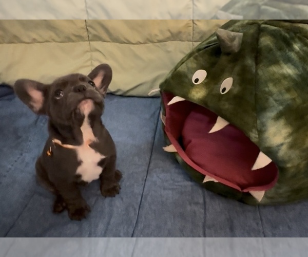 Medium Photo #8 French Bulldog Puppy For Sale in ORANGE, TX, USA