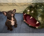 Small #7 French Bulldog