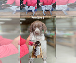 Small Photo #10 German Shorthaired Pointer Puppy For Sale in JAMESTOWN, KY, USA