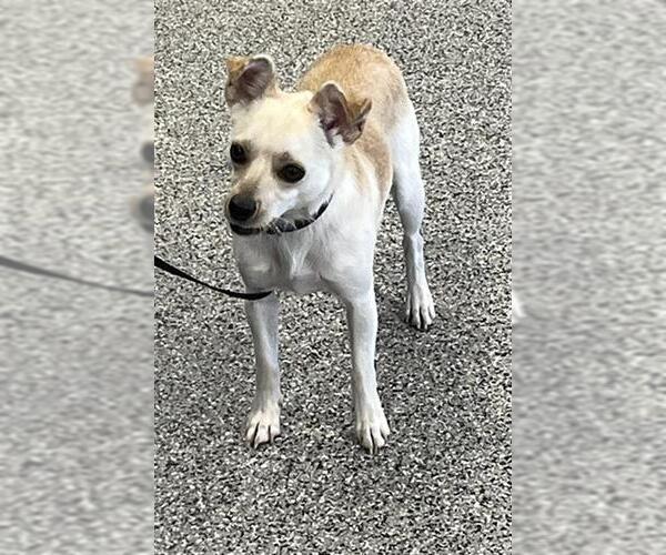 Medium Photo #1 Chihuahua Puppy For Sale in Palmetto, FL, USA
