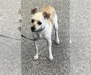 Chihuahua Dogs for adoption in Palmetto, FL, USA