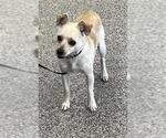 Small Chihuahua