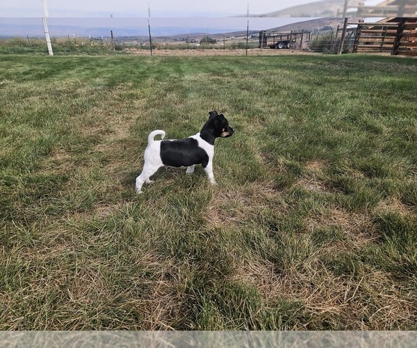 Medium Photo #4 Rat Terrier Puppy For Sale in ELLENSBURG, WA, USA