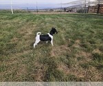 Small Photo #4 Rat Terrier Puppy For Sale in ELLENSBURG, WA, USA