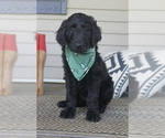 Small Photo #1 Goldendoodle Puppy For Sale in ANDREWS, NC, USA