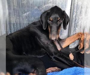 Doberman Pinscher-Unknown Mix Dogs for adoption in San Antonio, TX, USA
