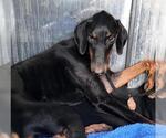 THOR - Male Doberman Pinscher-Unknown Mix Dog for Adoption - Small photo
