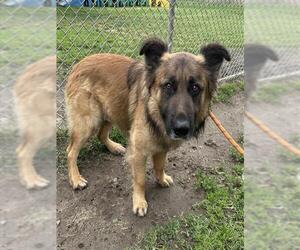 German Shepherd Dog-Unknown Mix Dogs for adoption in Modesto, CA, USA