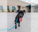Small #1 American Pit Bull Terrier Mix