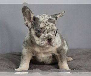 Medium French Bulldog