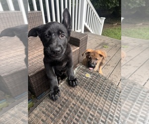 German Shepherd Dog Litter for sale in PLAISTOW, NH, USA