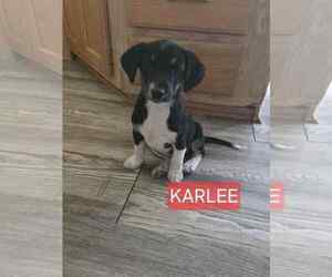 Chiweenie Dogs for adoption in Williamsburg, NM, USA