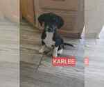 Small Chiweenie