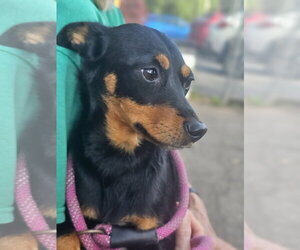 Roxy - Female Miniature Pinscher Dog for Adoption - Photo #5