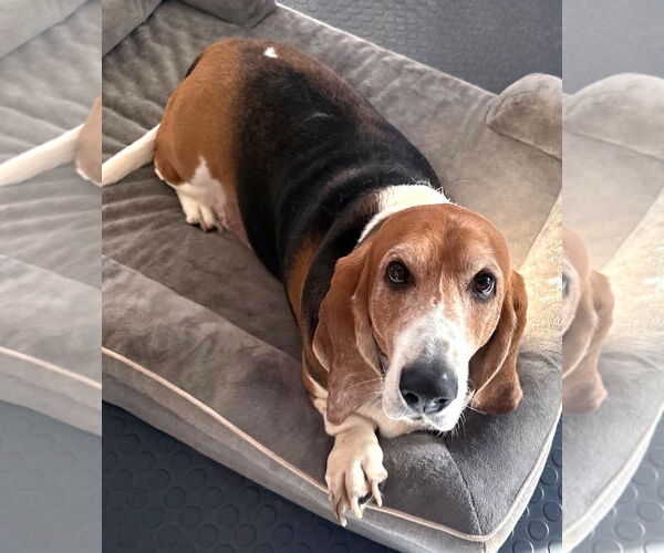 Medium Photo #6 Basset Hound Puppy For Sale in Deepwater, NJ, USA