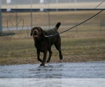 Small #3 Labrador Retriever