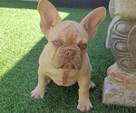 Small Photo #3 French Bulldog Puppy For Sale in LAS VEGAS, NV, USA