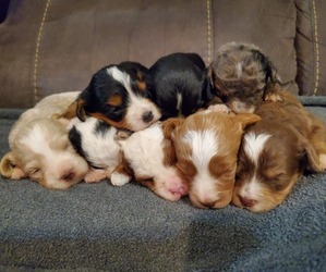 Bernedoodle (Miniature) Puppy for Sale in LEETONIA, Ohio USA